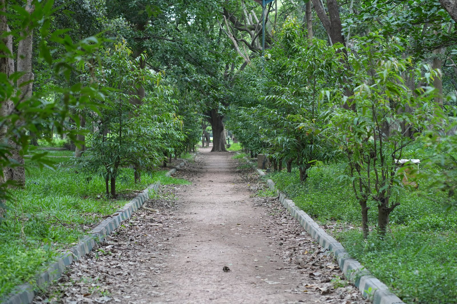 A Quiet Path Through the Park